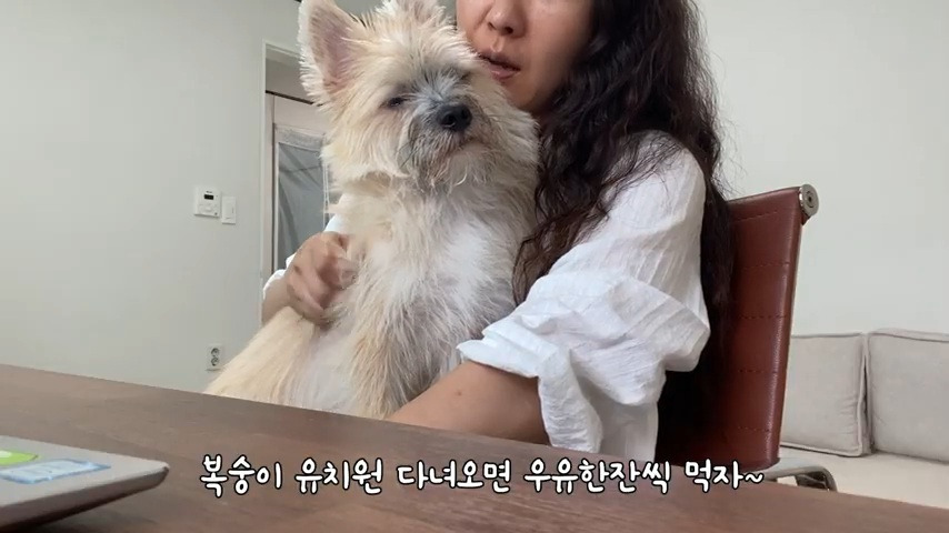 강아지 유치원 퇴소당한 극소심 집순이 강아지ㅠㅠ | 인스티즈