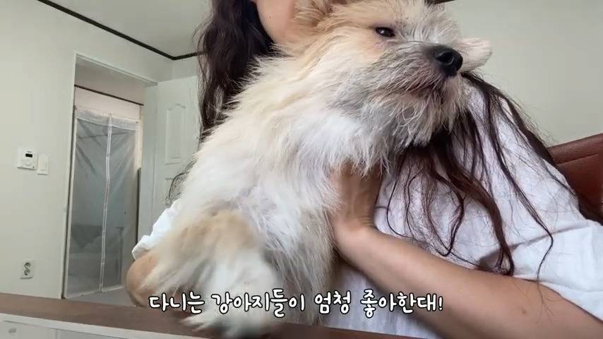 강아지 유치원 퇴소당한 극소심 집순이 강아지ㅠㅠ | 인스티즈