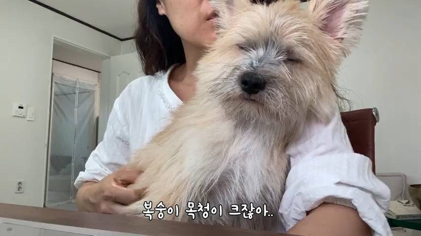 강아지 유치원 퇴소당한 극소심 집순이 강아지ㅠㅠ | 인스티즈