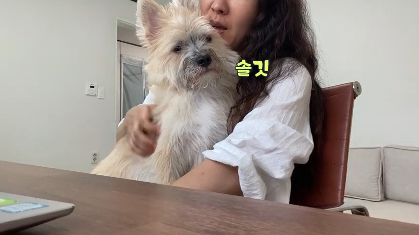 강아지 유치원 퇴소당한 극소심 집순이 강아지ㅠㅠ | 인스티즈