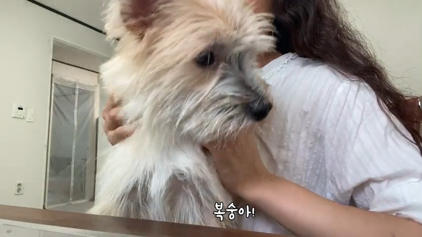 강아지 유치원 퇴소당한 극소심 집순이 강아지ㅠㅠ | 인스티즈