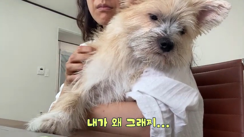 강아지 유치원 퇴소당한 극소심 집순이 강아지ㅠㅠ | 인스티즈