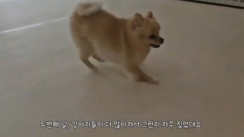 강아지 유치원 퇴소당한 극소심 집순이 강아지ㅠㅠ | 인스티즈