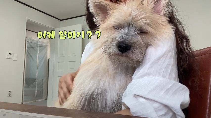 강아지 유치원 퇴소당한 극소심 집순이 강아지ㅠㅠ | 인스티즈