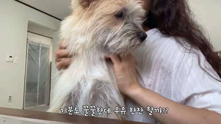 강아지 유치원 퇴소당한 극소심 집순이 강아지ㅠㅠ | 인스티즈