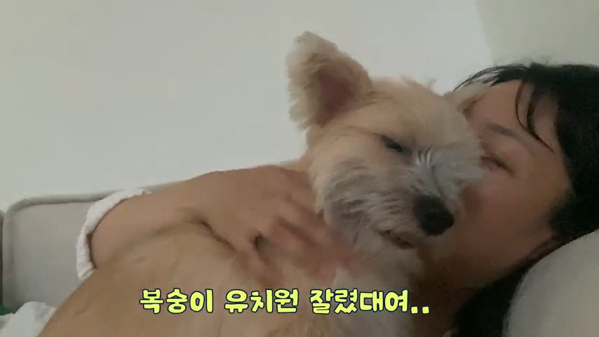 강아지 유치원 퇴소당한 극소심 집순이 강아지ㅠㅠ | 인스티즈