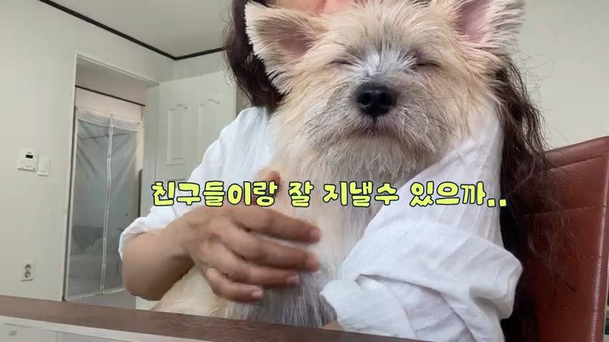 강아지 유치원 퇴소당한 극소심 집순이 강아지ㅠㅠ | 인스티즈