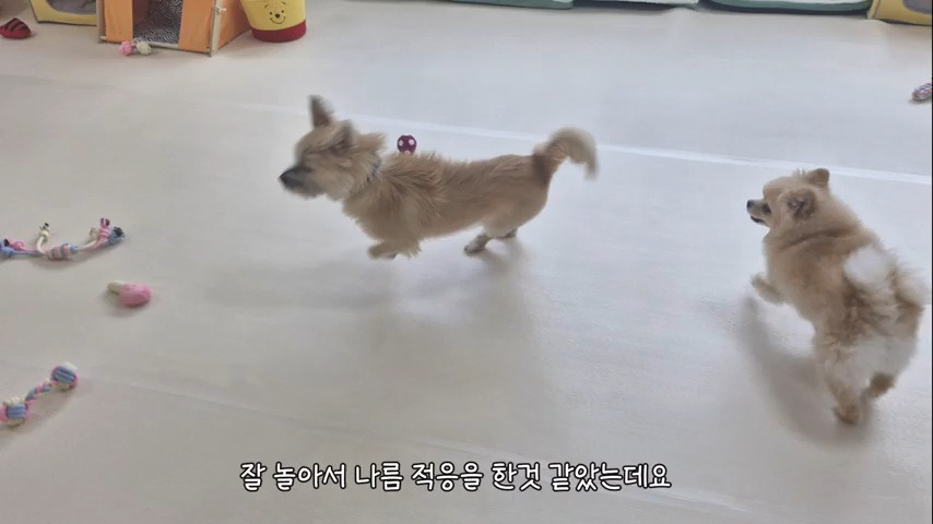 강아지 유치원 퇴소당한 극소심 집순이 강아지ㅠㅠ | 인스티즈