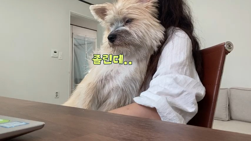 강아지 유치원 퇴소당한 극소심 집순이 강아지ㅠㅠ | 인스티즈