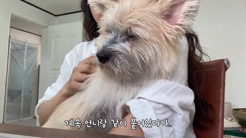 강아지 유치원 퇴소당한 극소심 집순이 강아지ㅠㅠ | 인스티즈