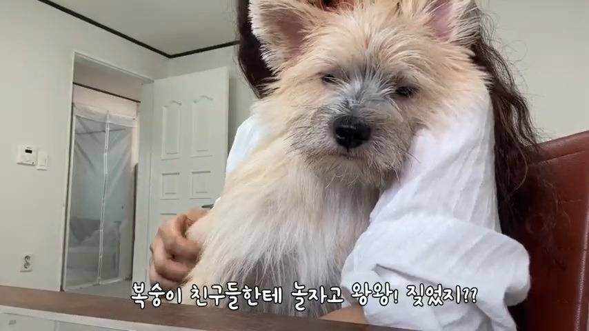 강아지 유치원 퇴소당한 극소심 집순이 강아지ㅠㅠ | 인스티즈