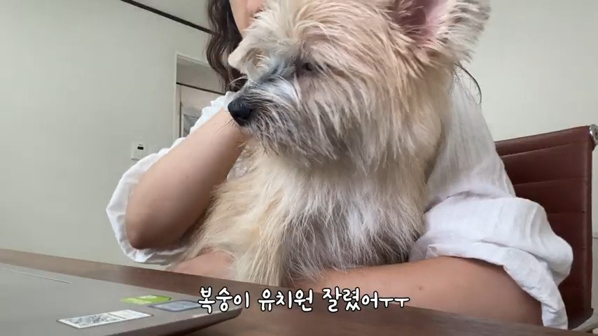 강아지 유치원 퇴소당한 극소심 집순이 강아지ㅠㅠ | 인스티즈