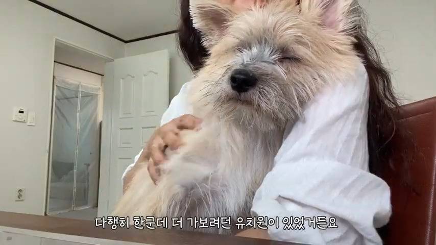 강아지 유치원 퇴소당한 극소심 집순이 강아지ㅠㅠ | 인스티즈