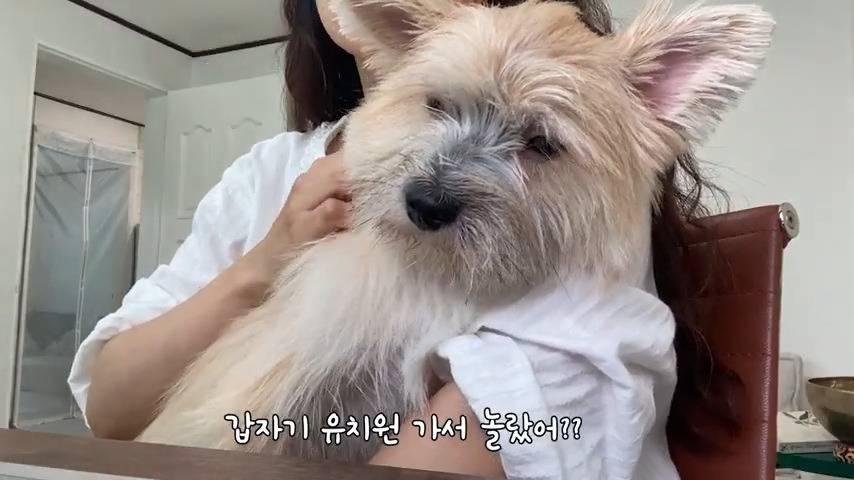 강아지 유치원 퇴소당한 극소심 집순이 강아지ㅠㅠ | 인스티즈