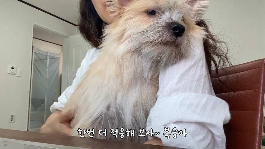 강아지 유치원 퇴소당한 극소심 집순이 강아지ㅠㅠ | 인스티즈