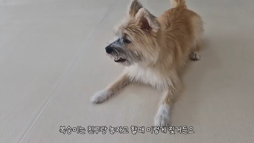 강아지 유치원 퇴소당한 극소심 집순이 강아지ㅠㅠ | 인스티즈