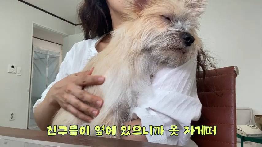 강아지 유치원 퇴소당한 극소심 집순이 강아지ㅠㅠ | 인스티즈