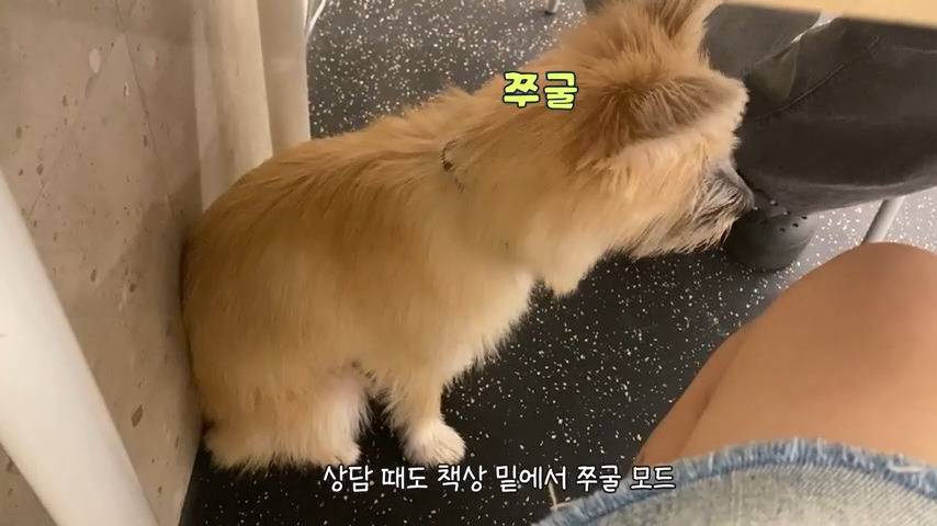 강아지 유치원 퇴소당한 극소심 집순이 강아지ㅠㅠ | 인스티즈