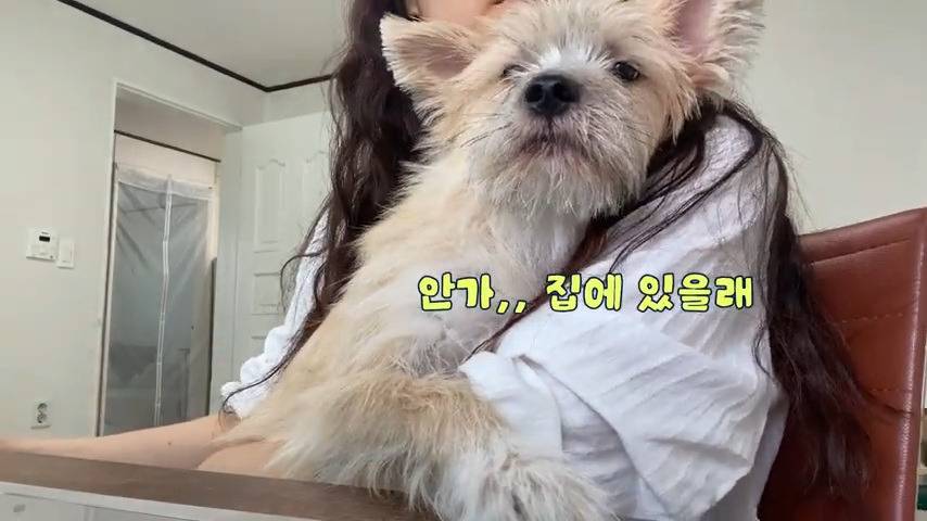 강아지 유치원 퇴소당한 극소심 집순이 강아지ㅠㅠ | 인스티즈