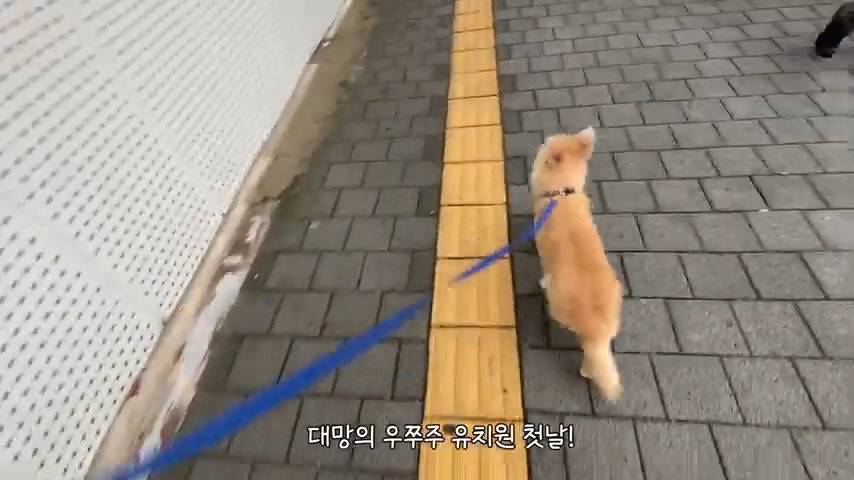 강아지 유치원 퇴소당한 극소심 집순이 강아지ㅠㅠ | 인스티즈