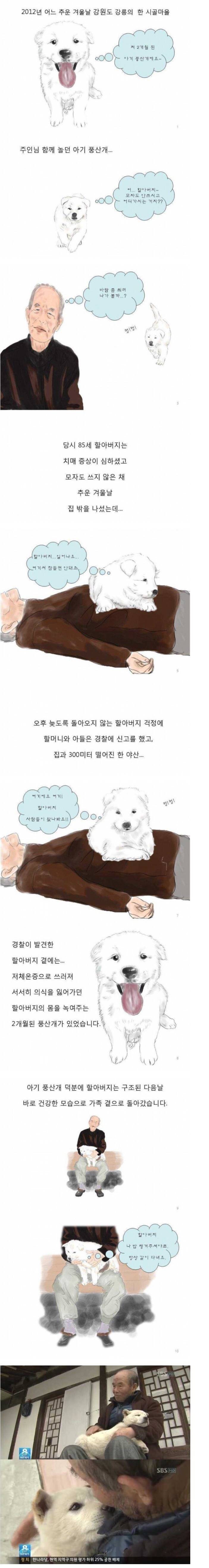 할아버지를 지킨 풍산개 | 인스티즈