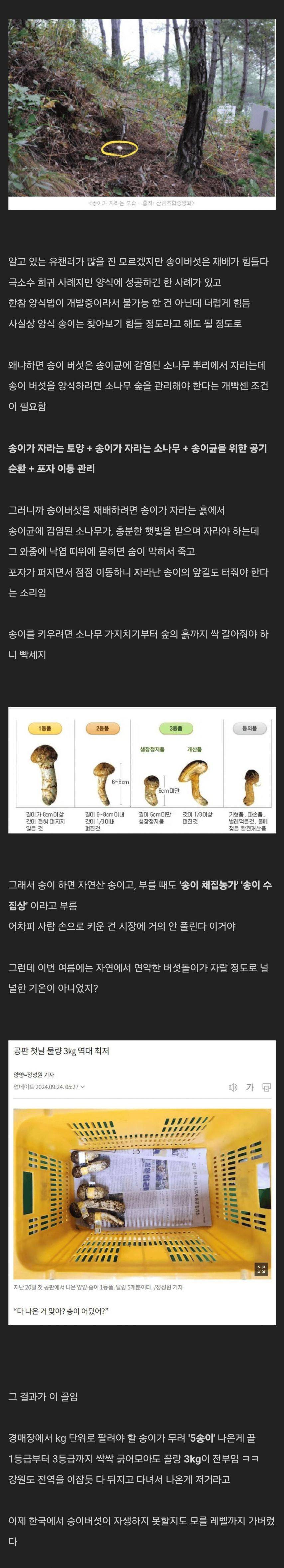 폭염으로 ㅈ되버린 자연산 송이 버섯 시장 | 인스티즈