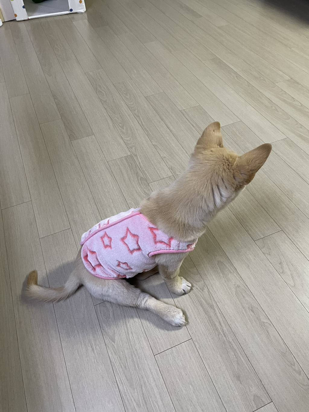 우리 강아지는 퍼피 때는 옷 잘입다가 한살부턴 모든 옷 다 거부하더라.. | 인스티즈