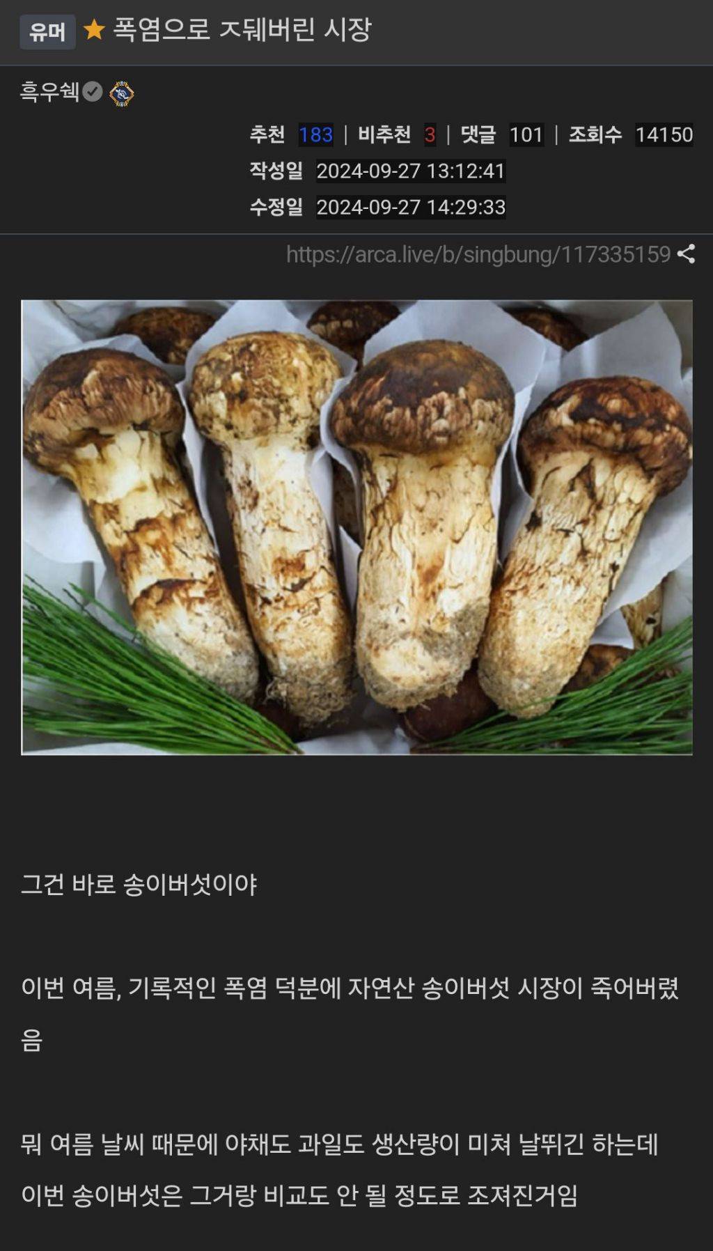 폭염으로 ㅈ되버린 자연산 송이 버섯 시장 | 인스티즈