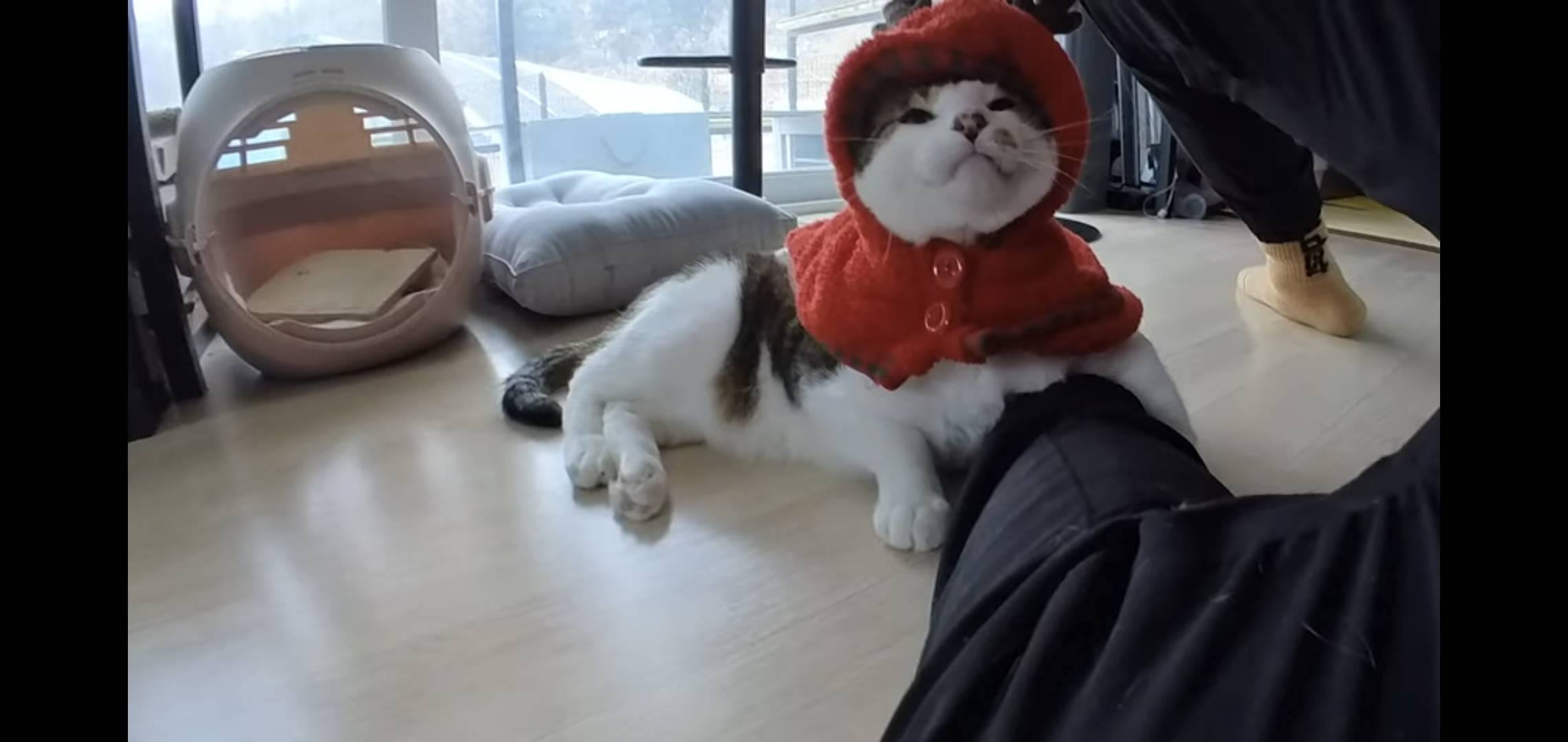 썸네일 보자마자 말벌아저씨마냥 달려간 오늘자 hahaha 영상.jpg | 인스티즈