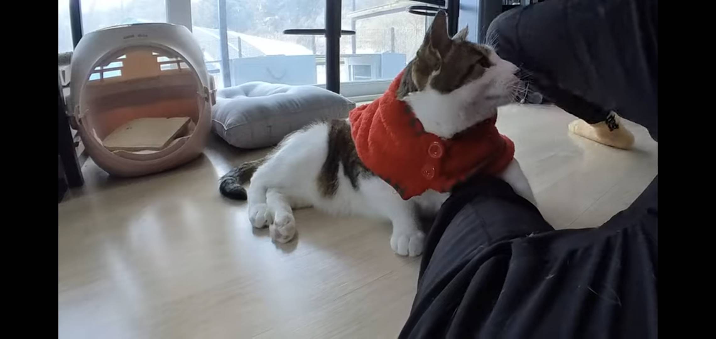 썸네일 보자마자 말벌아저씨마냥 달려간 오늘자 hahaha 영상.jpg | 인스티즈