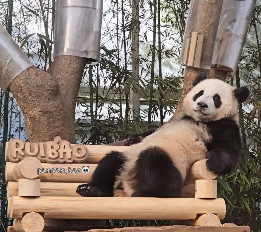 감성 벤치 생긴 후이바오&루이바오 🐼 | 인스티즈
