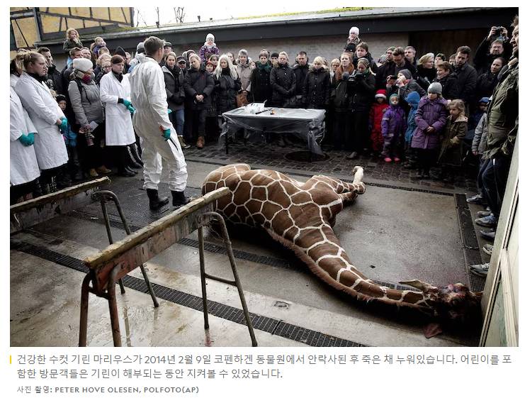 일부 혹은 많은 유럽 동물원에서 관행처럼 벌어지는 일 | 인스티즈