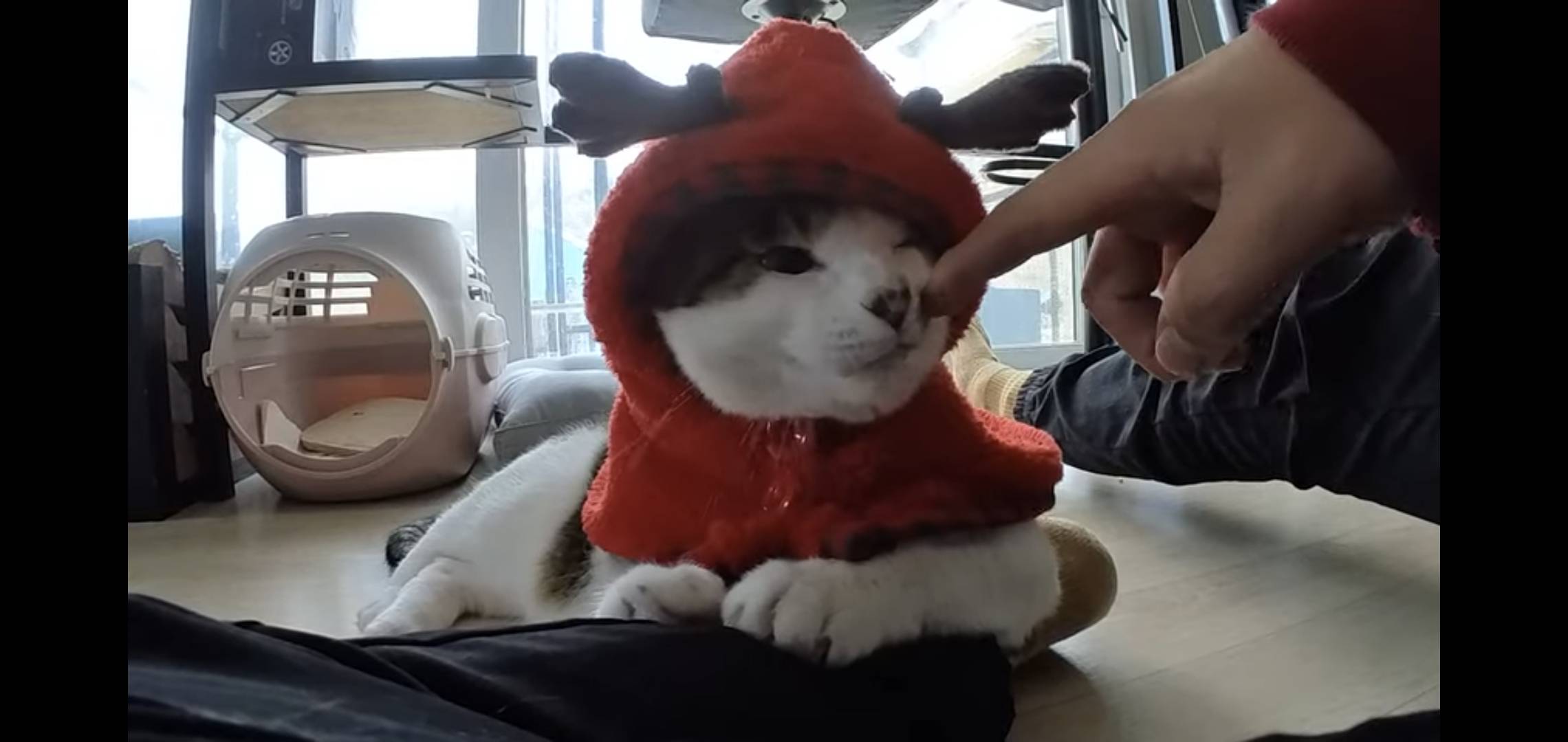 썸네일 보자마자 말벌아저씨마냥 달려간 오늘자 hahaha 영상.jpg | 인스티즈