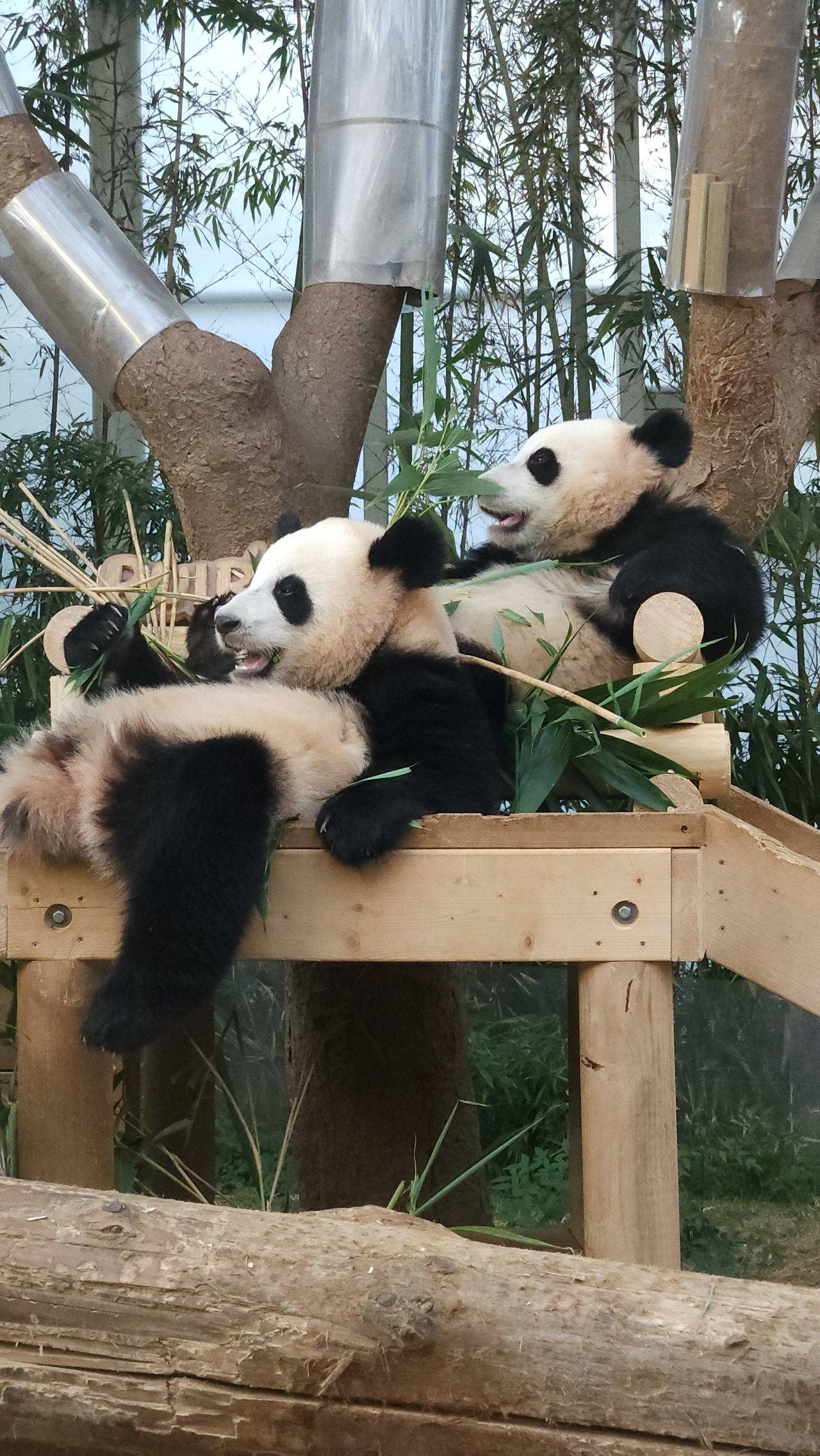 감성 벤치 생긴 후이바오&루이바오 🐼 | 인스티즈