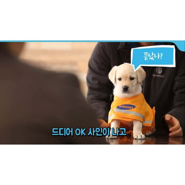 안내견 연습생들 증명사진 찍는 날 | 인스티즈