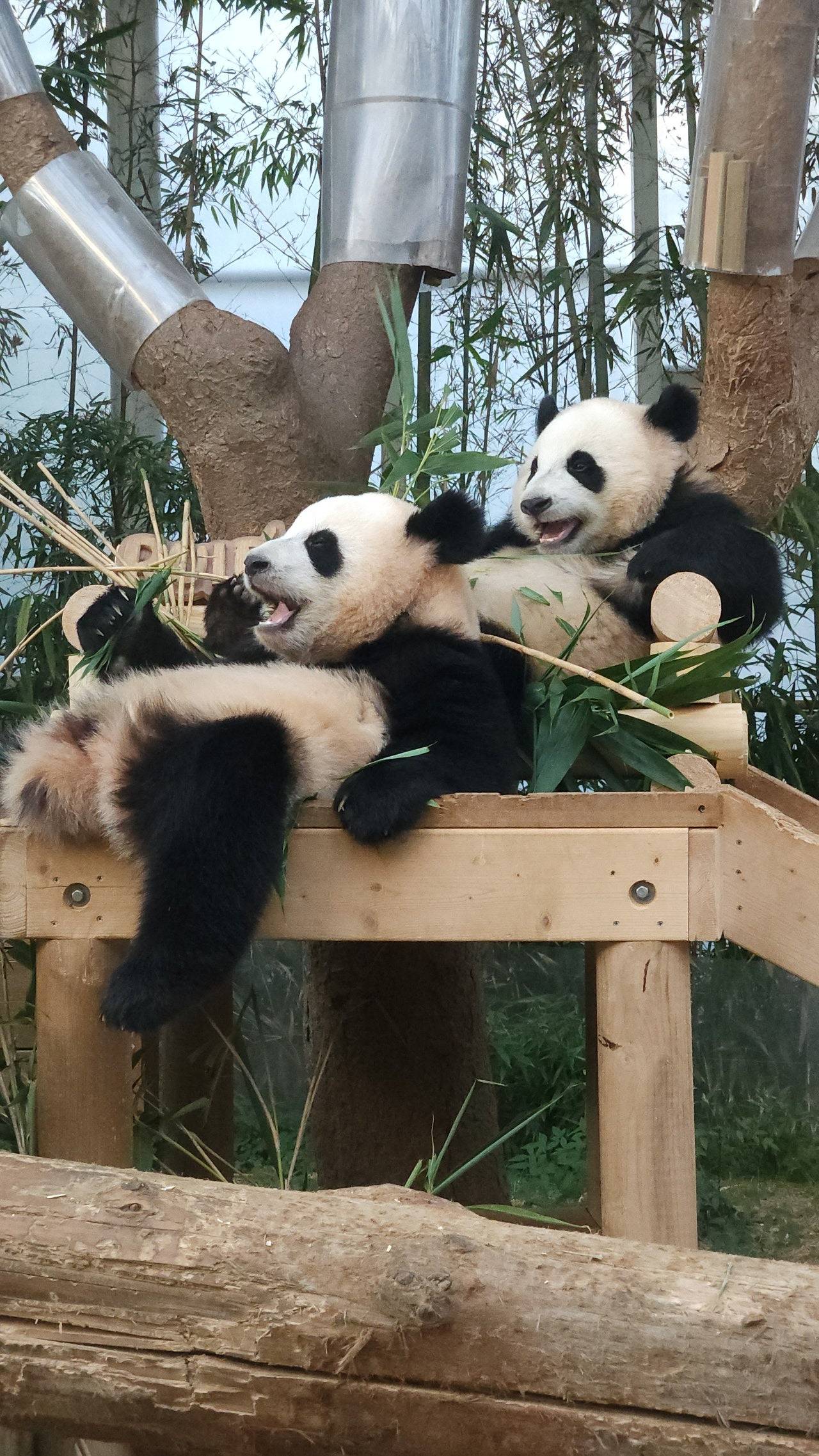 감성 벤치 생긴 후이바오&루이바오 🐼 | 인스티즈