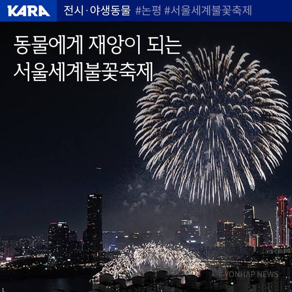 동물에게 재앙이 되는 서울세계불꽃놀이 축제 | 인스티즈