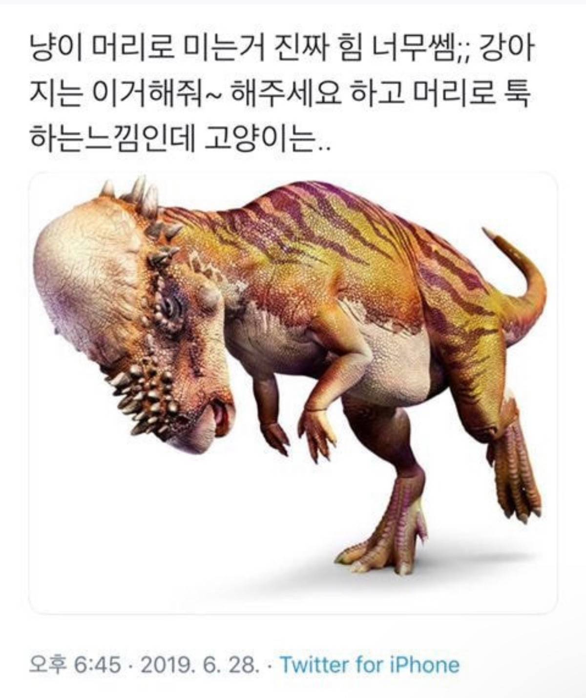 고양이 머리로 미는 힘 너무 쎄; | 인스티즈