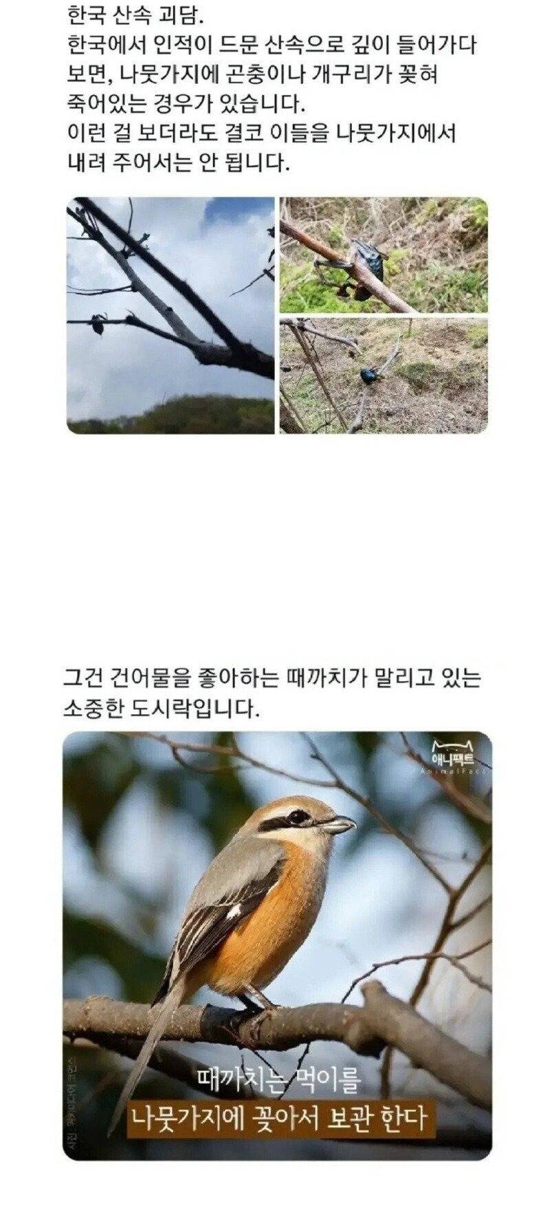 한국 산속에서 나무에 꽂힌 사체를 무시해야하는 이유 | 인스티즈