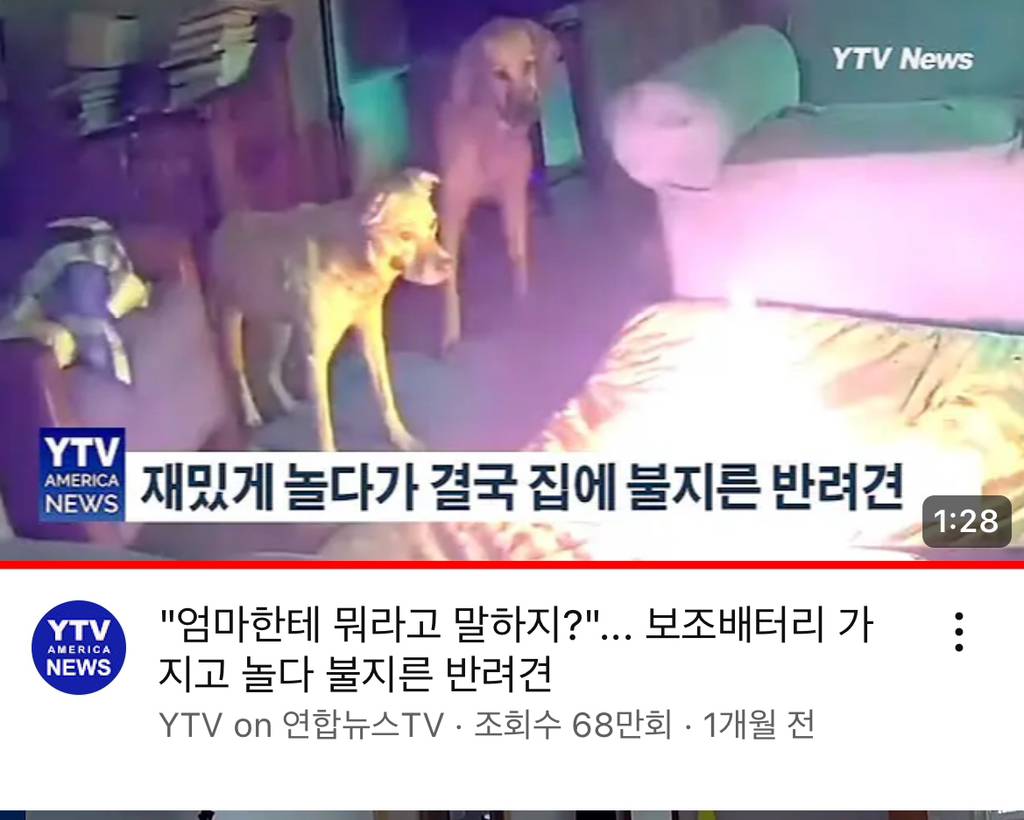 보조배터리 가지고 집에 불낸 강아지 | 인스티즈