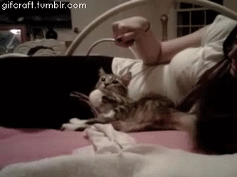 따라쟁이 보고 카피캣(Copy Cat) 이라고 하는 이유.gif | 인스티즈