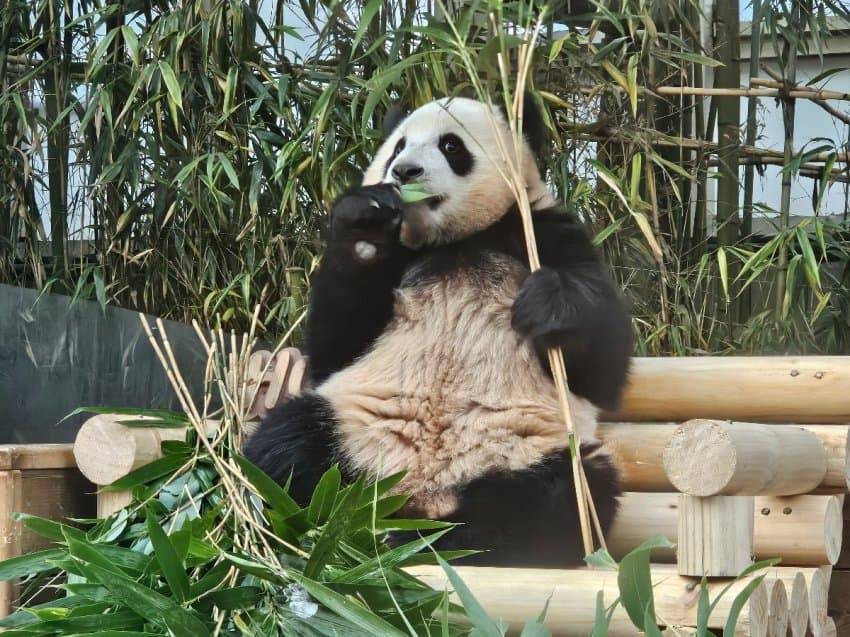 감성 벤치 생긴 후이바오&루이바오 🐼 | 인스티즈