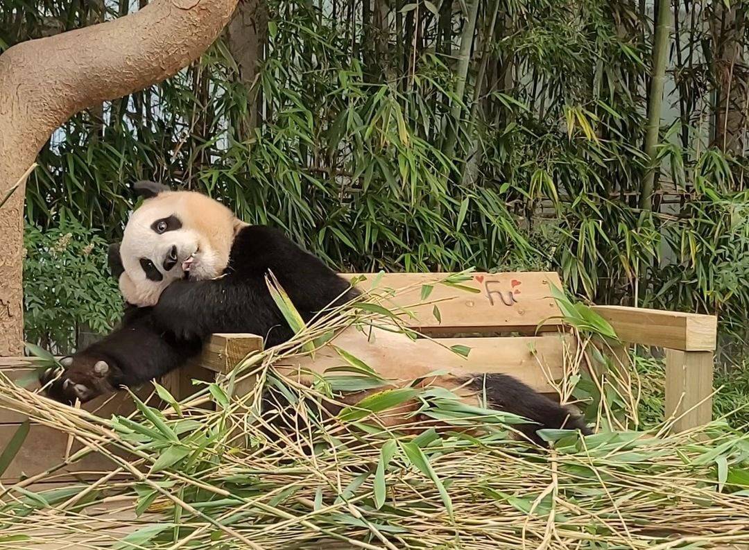 감성 벤치 생긴 후이바오&루이바오 🐼 | 인스티즈