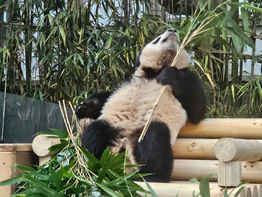 감성 벤치 생긴 후이바오&루이바오 🐼 | 인스티즈