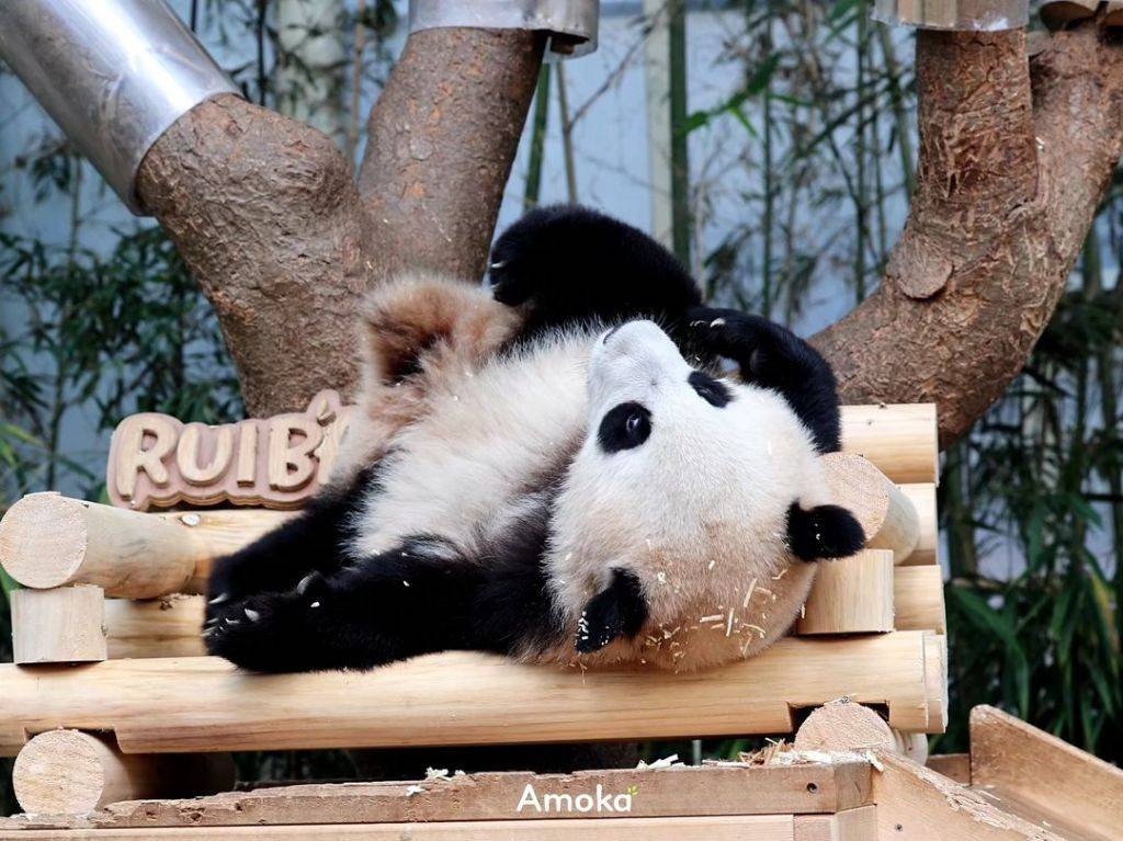 톱밥놀이에 무아지경인 아이바오랑 후이바오🐼.jpg | 인스티즈