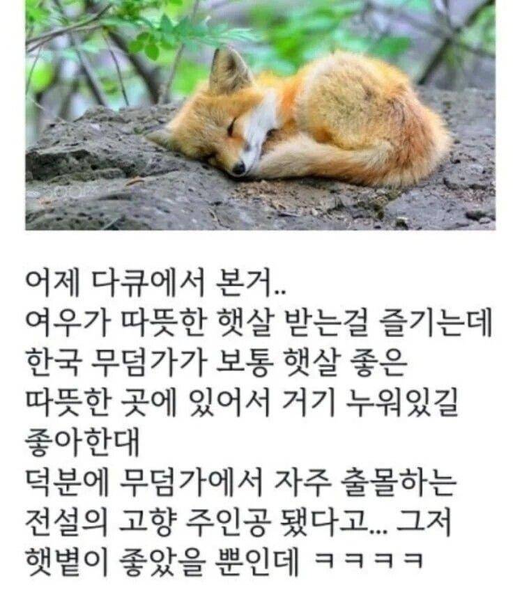 한국 전래동화에 여우가 악역으로 등장하는 이유 | 인스티즈