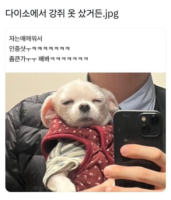 다이소에서 강쥐옷 샀어.jpg | 인스티즈