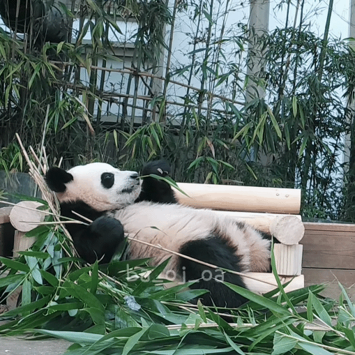 감성 벤치 생긴 후이바오&루이바오 🐼 | 인스티즈