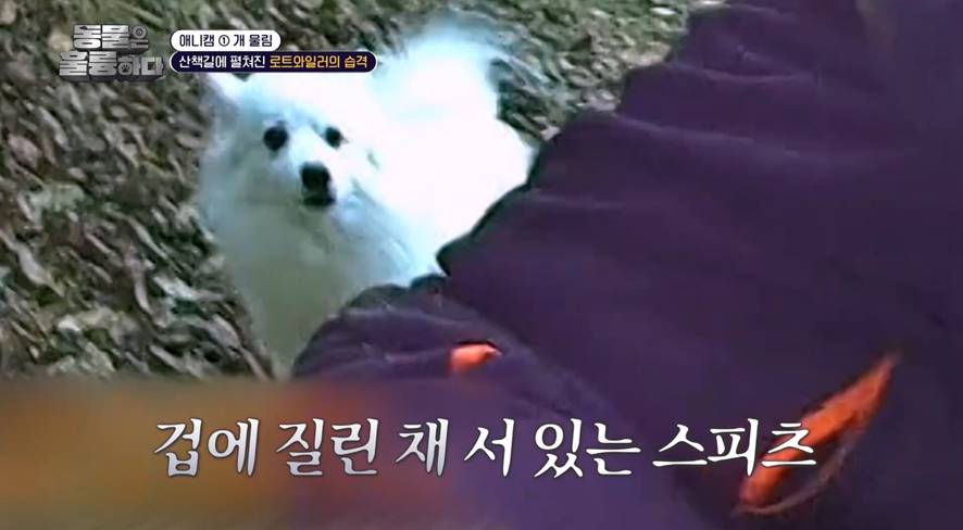 진짜 희귀한 방송에서 찐으로 행복한 표정 짓는 서장훈…jpg | 인스티즈