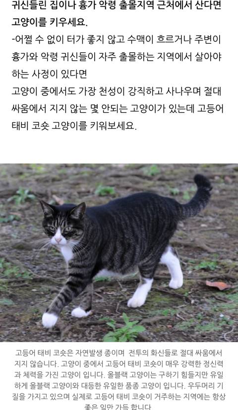 귀신이 가장 싫어하는 고양이 | 인스티즈